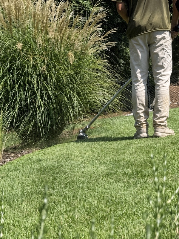Weed eating around ornamental grasses in a Pristine Landscaping shirt