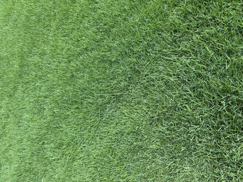 Close-up of freshly cut turf